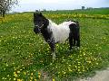 Shetland pony - Poni arkliukai skelbimai